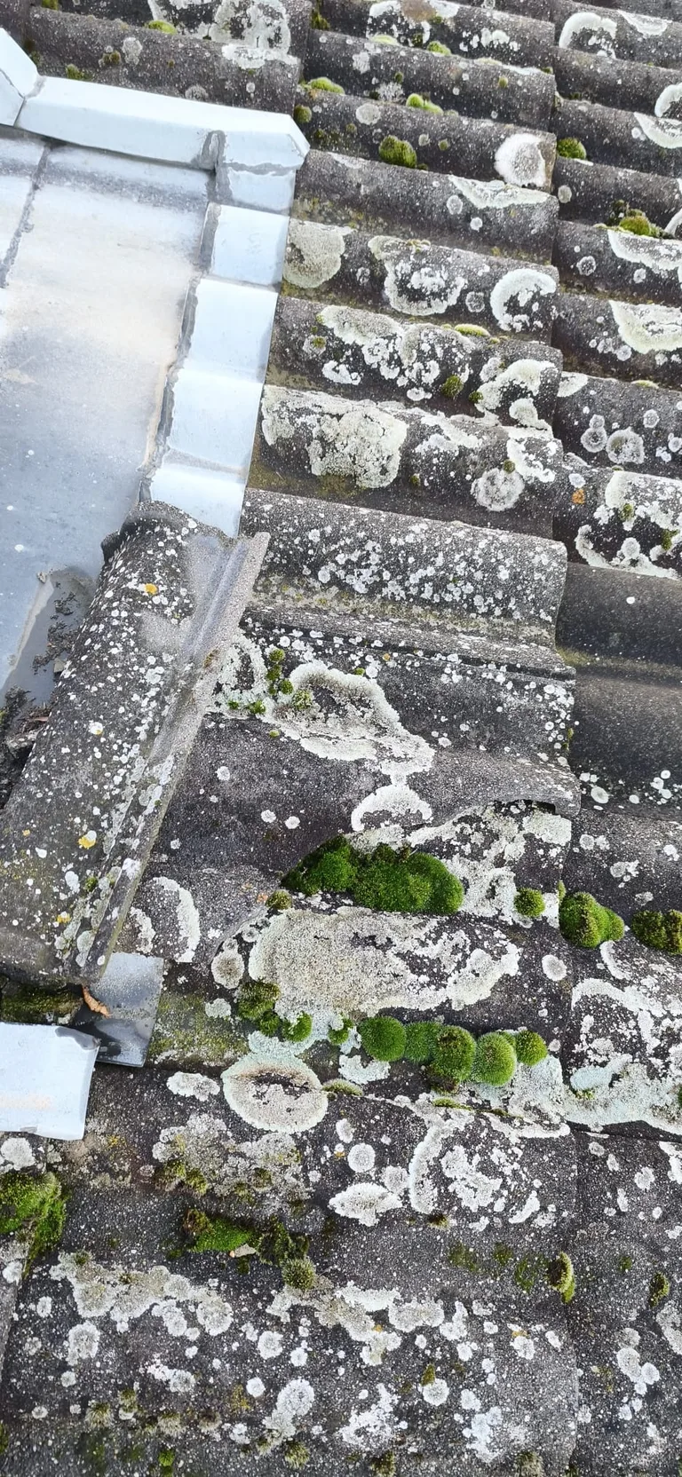 Nettoyage de toiture par Toit des Dômes (4) — vue rapprochée